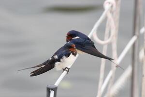 Pair of barn swallows sitting on a handrail. photo
