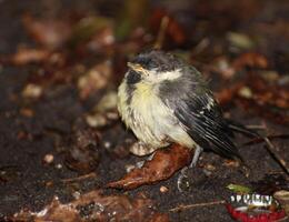 A great tit Parus major chick, fallen out of the nest and frozen with fear. photo