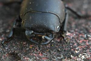 Macro of a female stag beetle Lucanus cervus. photo