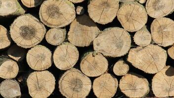 Background of wooden logs in the sun. photo