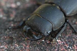 Macro of a female stag beetle Lucanus cervus photo