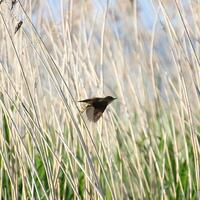 Reed warbler Acrocephalus taking of from a reed stem. photo