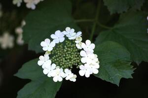 Blossoms of a guelder rose Viburnum opulus. photo