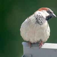 Male house sparrow in front of defocused background photo