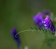 Close up of violet blossoms of the sweetpea Lathyrus. photo