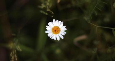 Close-up of the blossom of an oxeye daisy Leucanthemum vulgare. photo