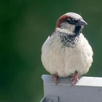 Male house sparrow in front of a defocused background photo