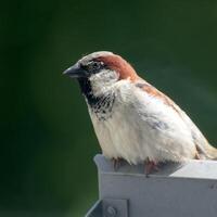 Male house sparrow in front of a defocused background. photo