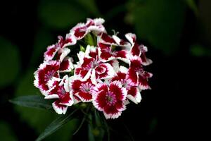 Red And White Blossoms with dark background photo