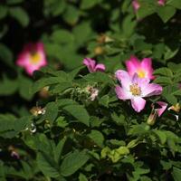 Blossom of a rose. photo
