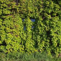 Abandoned house with a window covered in ivy. photo
