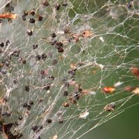 Close up of the web produced by ermine moths. photo