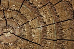 Wood cross section closeup usable as background. photo