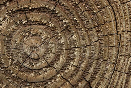 Wood cross section macro usable as background photo