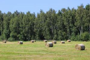 Some hay bales on a mowed meadow. photo