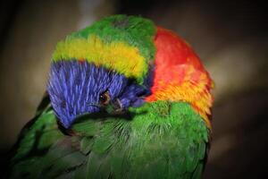 Lorikeet peering at the camera from under its wing. Vignetting was applied. photo