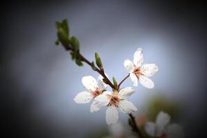 Close-up of an apple blossom in spring. Vignetting was applied. photo