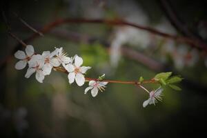 Close-up of an apple blossom in spring Vignetting was applied photo