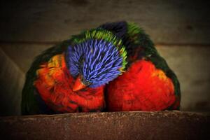 Two rainbow lorikeets snuggling with each other Vignetting was applied. photo
