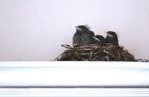 Black redstart Phoenicurus ochruros nest on a dooframewall in a city. photo