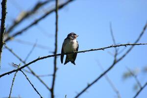 Young barn swallow sitting on tree. photo