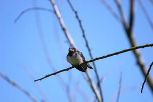 Young barn swallow sitting on a tree photo