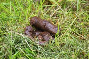 Dog poo on a lawn with a fly. photo