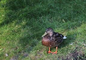 A male mallard standing at slope in eclipse plumage. photo