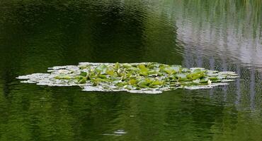 Waterlily Nymphaea candida resp. Nymphaea alba on a pond with reflections in rippled water. photo