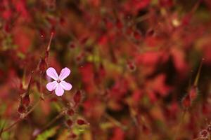 Background with geraniaceae blossoms and their red leaves. photo