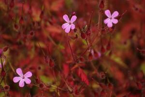 Background with geraniaceae blossoms and red leaves photo