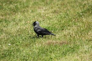 western jackdaw Corvus monedula standing on the grass. photo