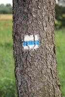 Typical hiking path marking on a tree in Germany. photo