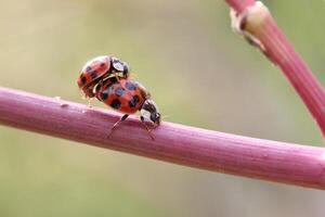 Two harlequin ladybirds Harmonia axyridis in the act of mating on a stem. photo