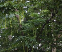Hanging fruits of the caucasian wingnut Pterocarya fraxinifolia photo