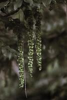 Hanging fruits of the caucasian wingnut Pterocarya fraxinifolia with a sepia effect applied. photo