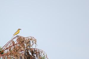 Western yellow wagtail Motacilla flava sitting on a tree. photo