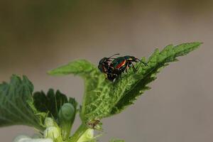 Two dead-nettle leaf beetle Chrysolina fastuosa in the act of mating on a deadnettle photo