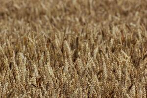 A wheat field with spikes. photo