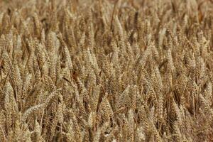 A wheat field with spikes photo