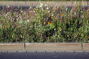 A variety of colorful flowers and herbs on a central reserve inside the city. photo