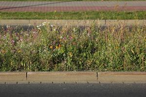 A variety of colorful flowers and herbs on a central reserve inside city photo