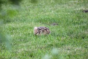 European hare, Lepus europaeus, sitting in grass and watching in alertness. photo