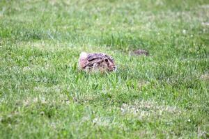 European hare, Lepus europaeus, sitting in grass and watching in alertness photo