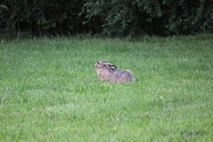 European hare - Lepus europaeus - sitting in grass and watching in alertness photo