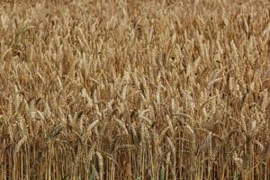 Wheat field with spikes and stems at the bottom. photo
