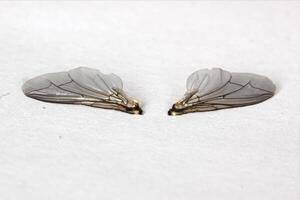 Macro of housefly Musca domestica wings. photo