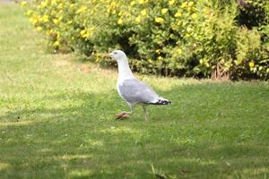 European herring gull, Larus argentatus, walking on grass and looking for food photo