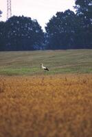 A white stork Ciconia ciconia standing on meadow. photo
