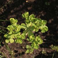 Sun spurge Euphorbia helioscopia directly from above. photo